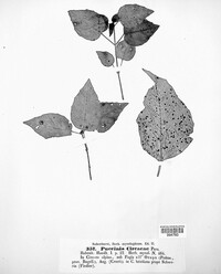 Puccinia circaeae image